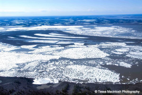 tessa-macintosh-photo