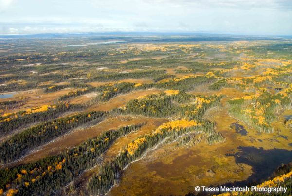 tessa-macintosh-photo