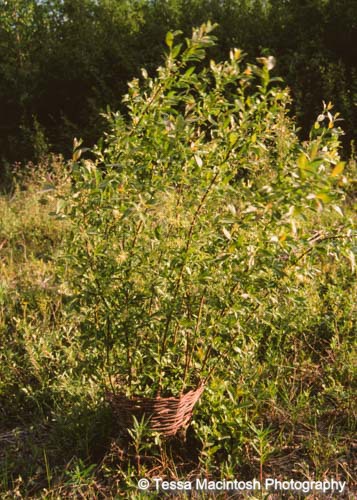 tessa-macintosh-photo