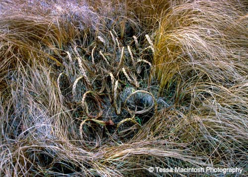 tessa-macintosh-photo