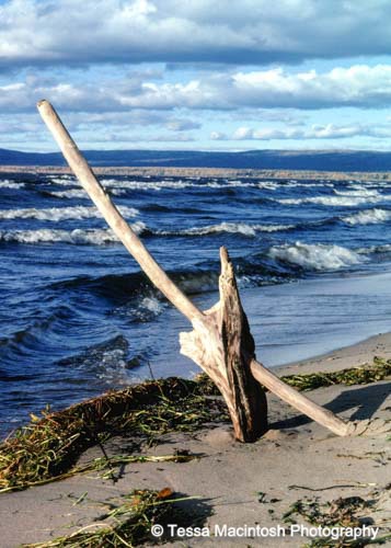 tessa-macintosh-photo