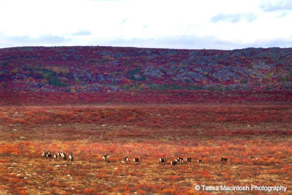 tessa-macintosh-photo