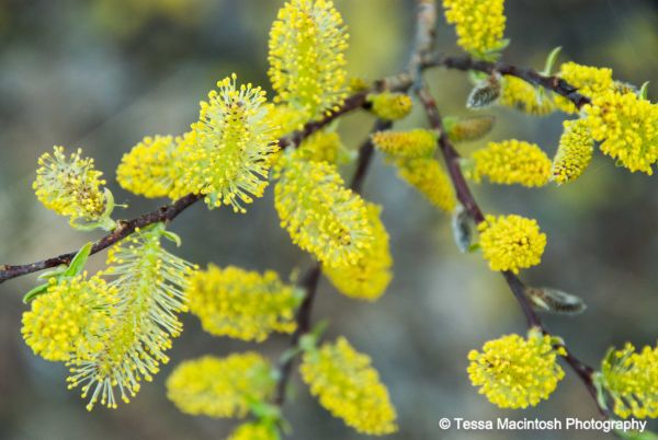 tessa-macintosh-photo