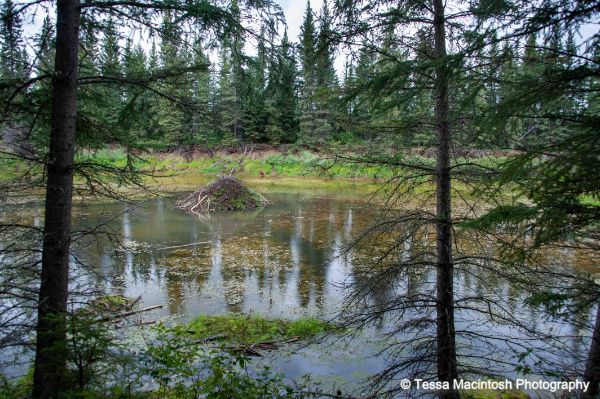 tessa-macintosh-photo