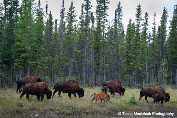 tessa-macintosh-photo