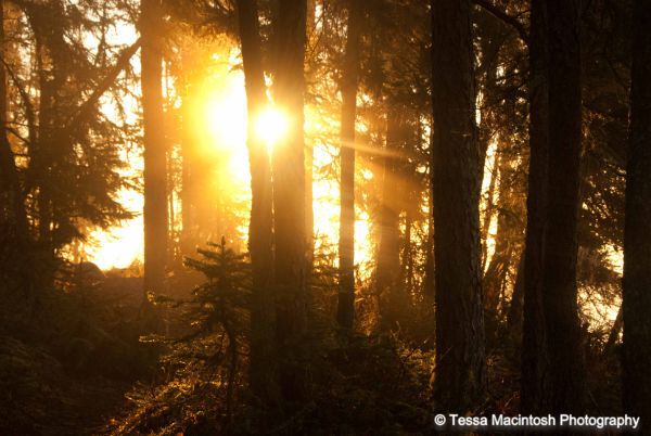 tessa-macintosh-photo