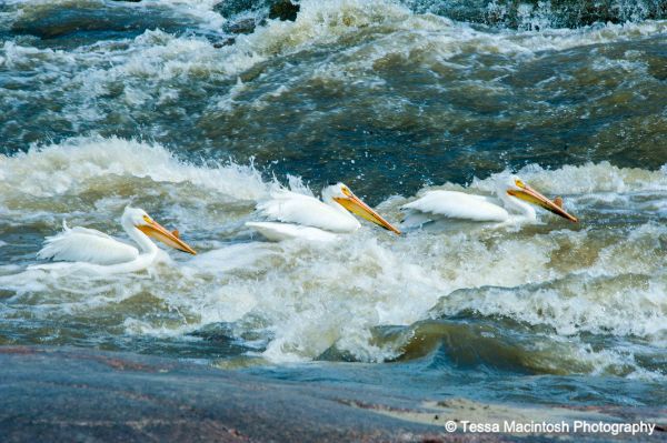 tessa-macintosh-photo