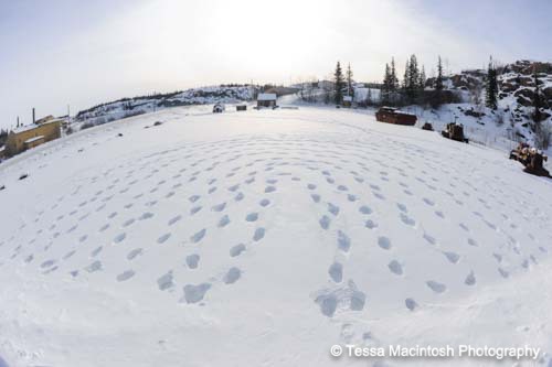 tessa-macintosh-photo