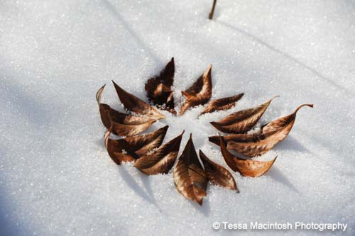 tessa-macintosh-photo