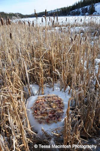 tessa-macintosh-photo