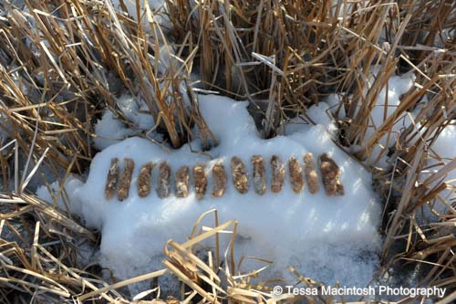 tessa-macintosh-photo