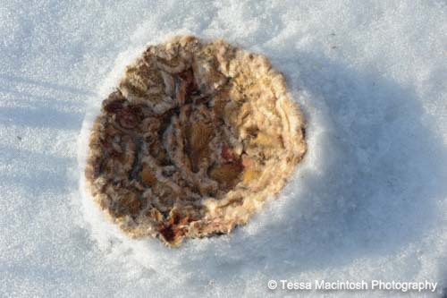 tessa-macintosh-photo