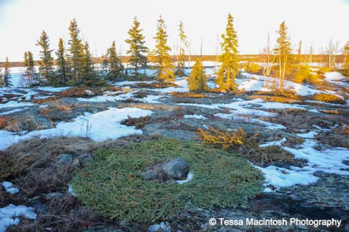 tessa-macintosh-photo