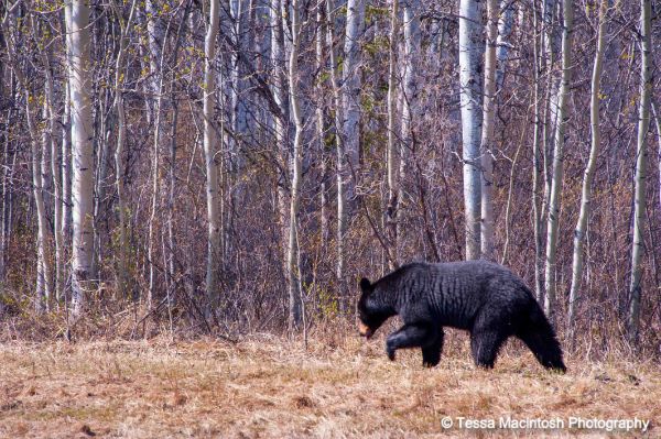 tessa-macintosh-photo