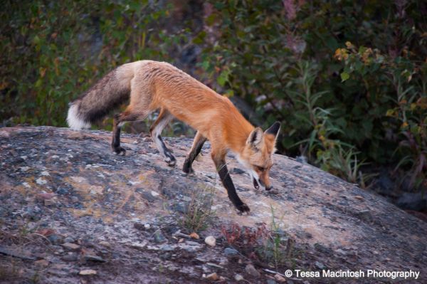 tessa-macintosh-photo