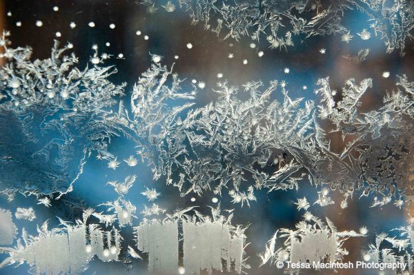 tessa-macintosh-photo