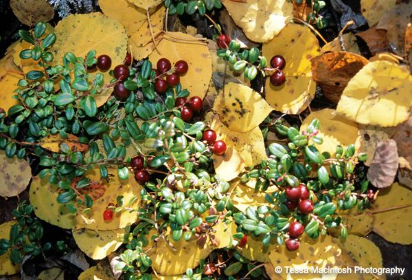 tessa-macintosh-photo