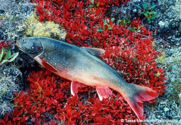 tessa-macintosh-photo