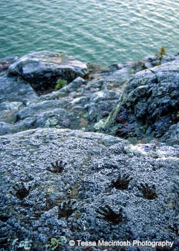 tessa-macintosh-photo