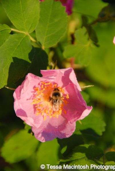 tessa-macintosh-photo