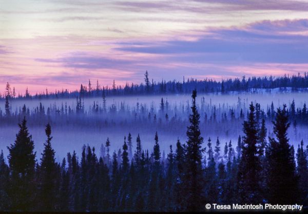 tessa-macintosh-photo