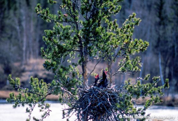 tessa-macintosh-photo