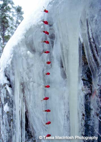 tessa-macintosh-photo