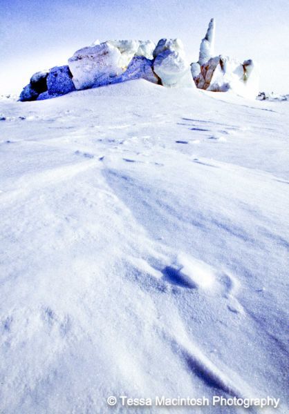 tessa-macintosh-photo