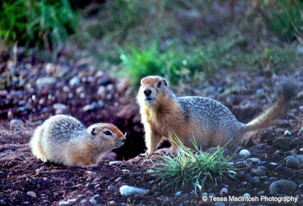 tessa-macintosh-photo