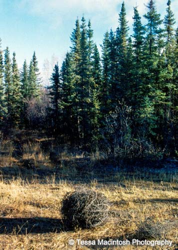 tessa-macintosh-photo