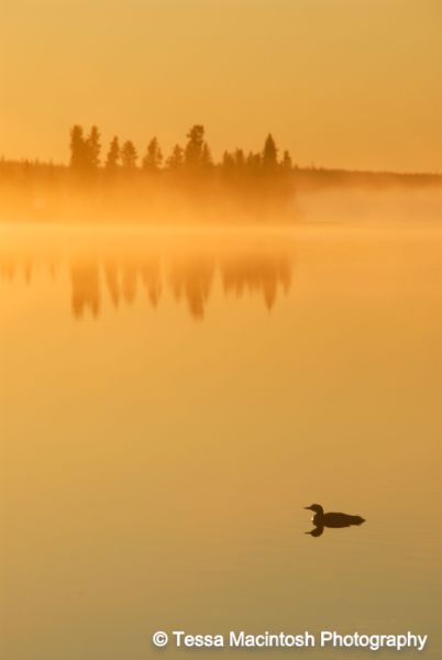 tessa-macintosh-photo