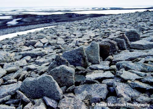 tessa-macintosh-photo